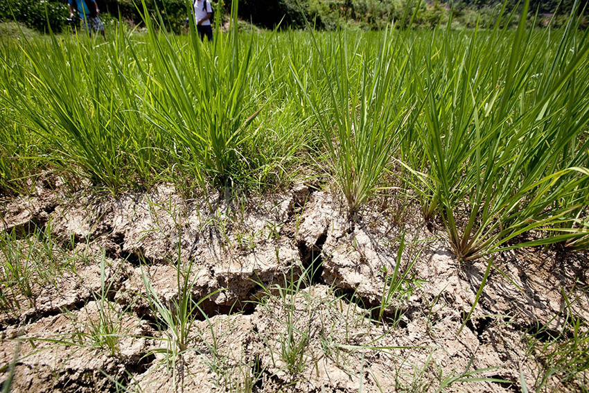 7月31日,在株洲市仙井乡张公岭村花园组,因为持续多日高温,种植水稻的