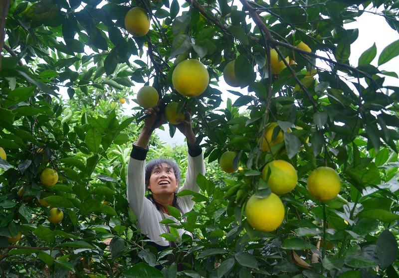 江西赣州:赣南脐橙开摘上市(图)