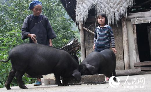贵州省罗甸县打改村，一位老人带着孙女喂猪。人民网 赵艳红摄