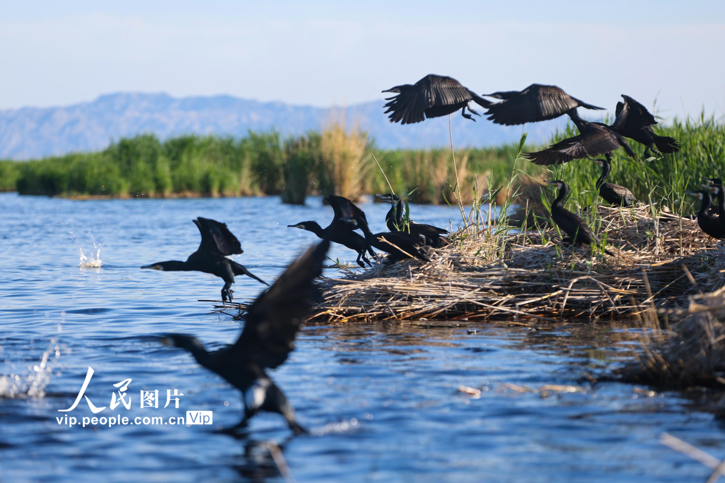 新疆博湖：水鸟湿地繁衍生息