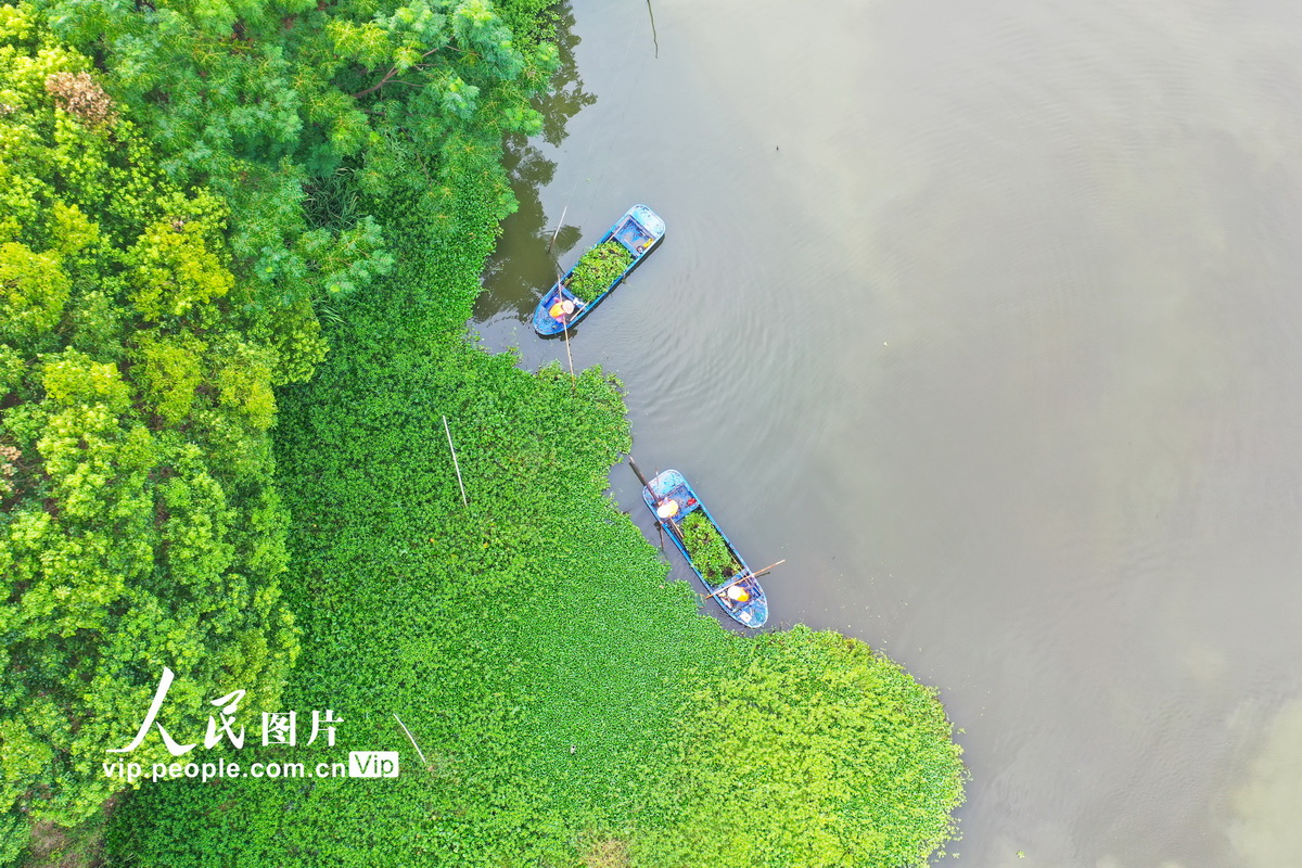 浙江长兴：清理河道 守护绿水