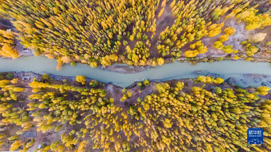 新疆博乐博尔塔拉河国家湿地公园秋景（2022年10月20日摄，无人机照片）。新华社发（于苏甫·艾尼 摄）