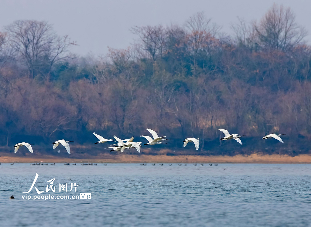 江西湖口：越冬候鸟舞动鄱阳湖