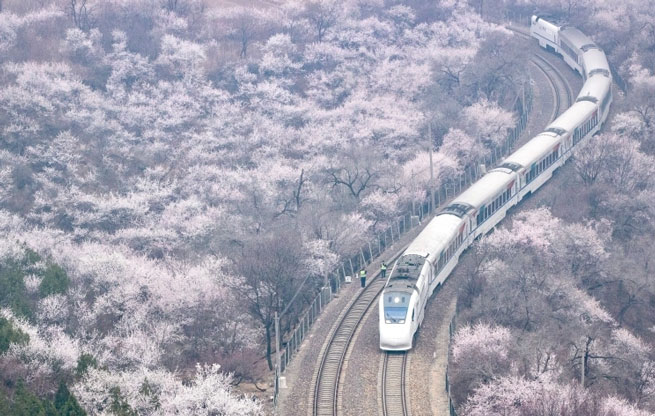 北京：S2线“长城号”列车穿越花海