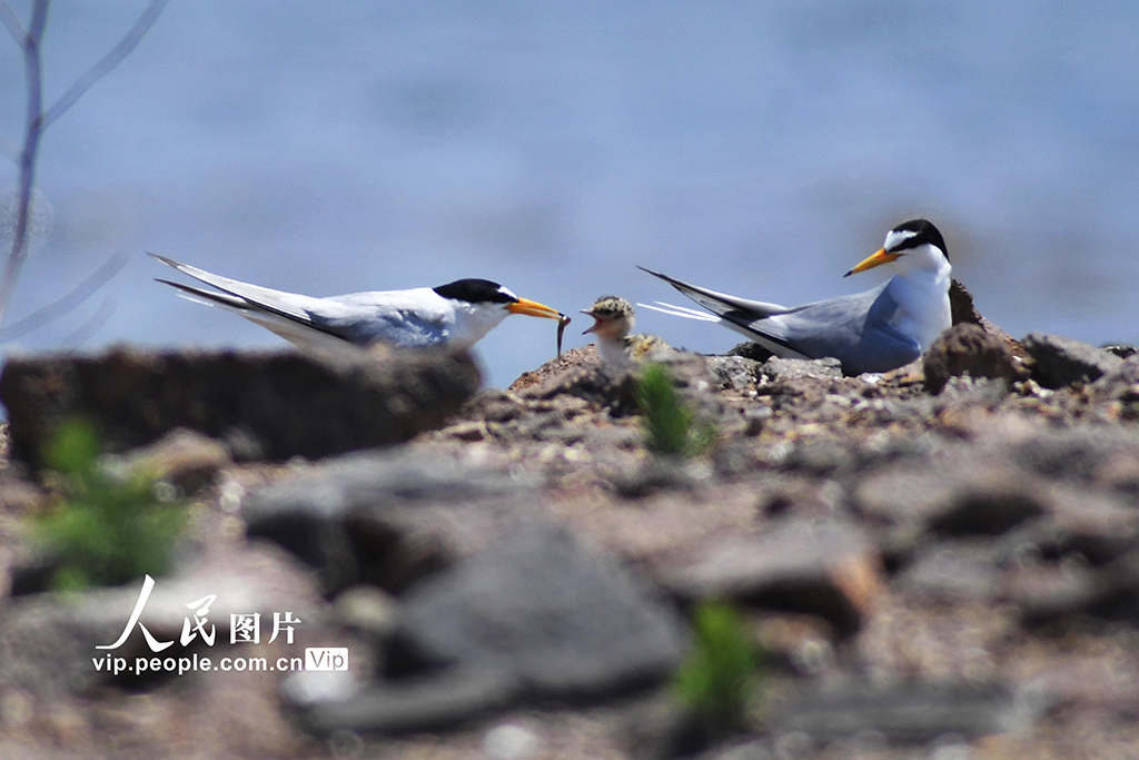 å±±ä¸éå²ï¼âéå´è¿æµ·âé¸å½æ¥ã2ã