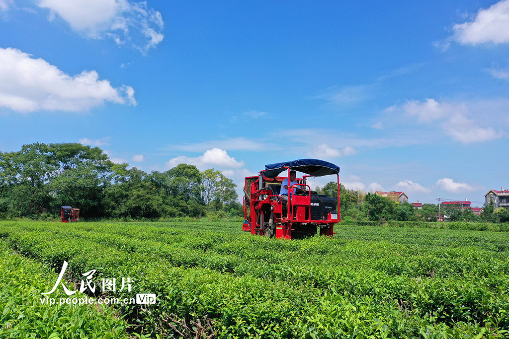 江西泰和：秋茶机采忙