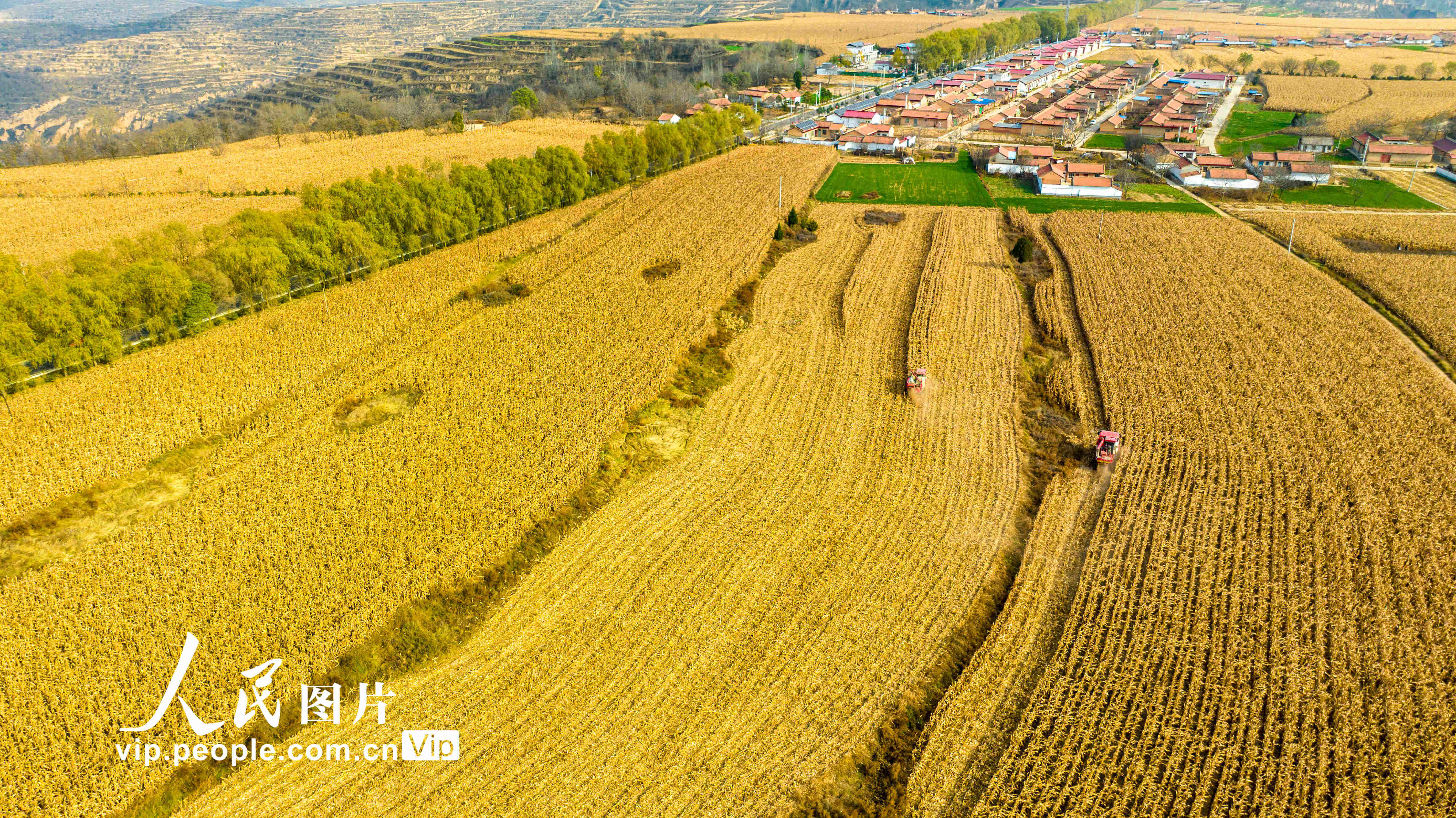 2023��11��11�գ�ũ������ʻ���ո���ڸ���ʡƽ���г����ذ����������ͷ�������ס�