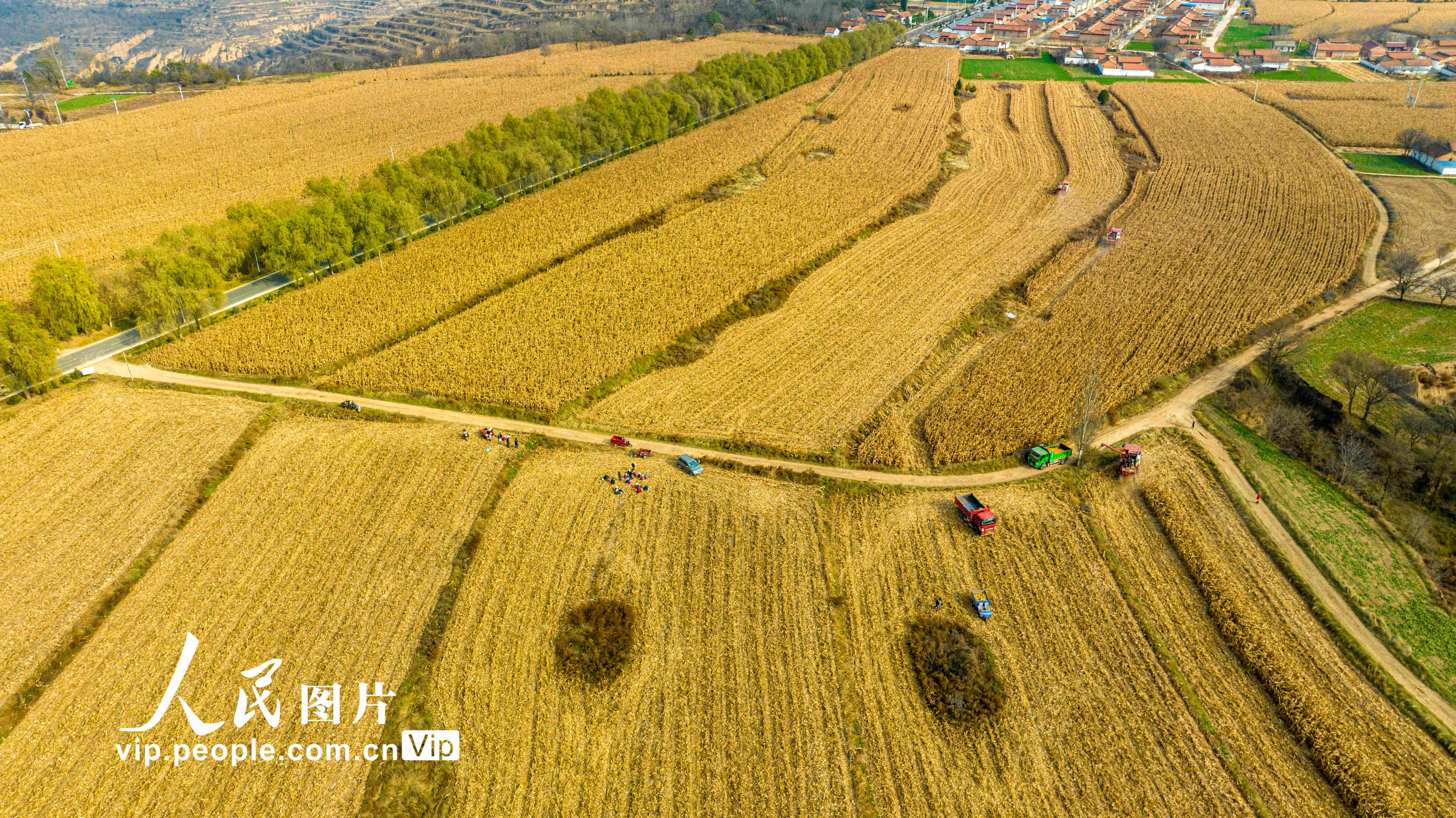 2023��11��11�գ�ũ������ʻ���ո���ڸ���ʡƽ���г����ذ����������ͷ�������ס�