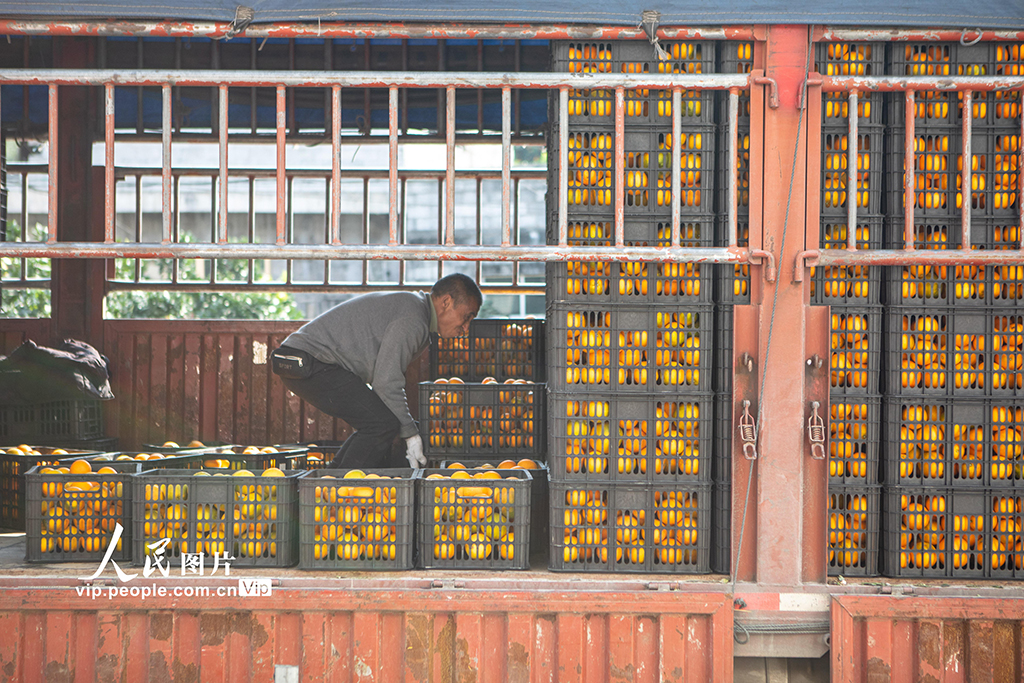 重庆秀山：采摘脐橙供市场【4】