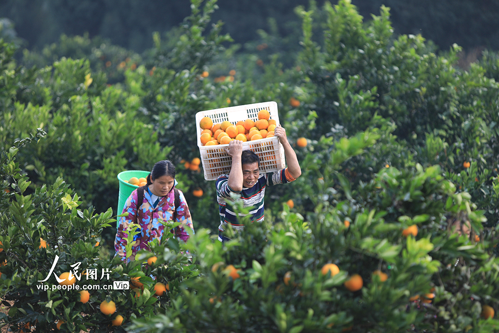 重庆秀山：采摘脐橙供市场【5】