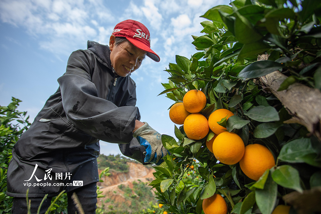重庆秀山：采摘脐橙供市场【3】