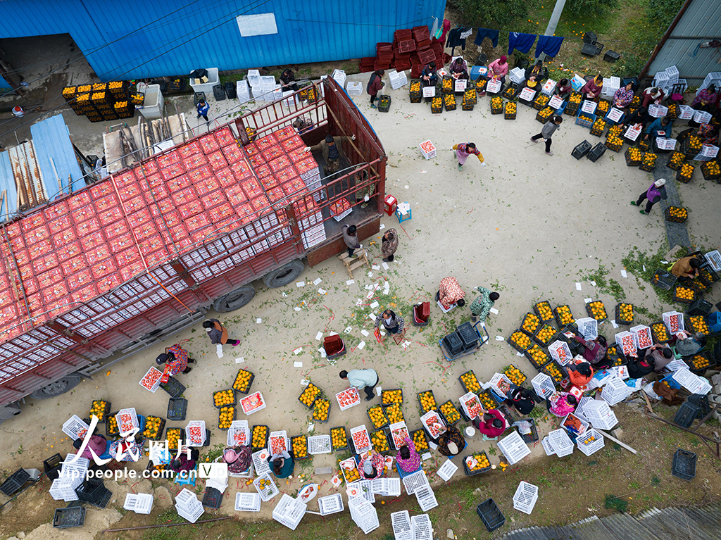 重庆秀山：柑橘喜丰收【7】