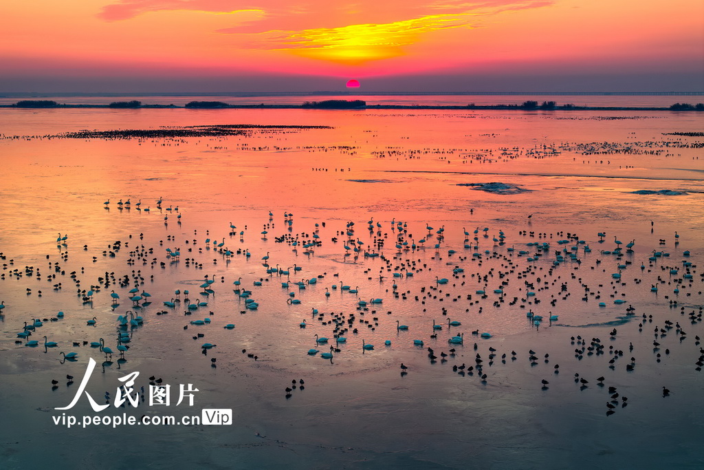 江苏南京:夕阳下的石臼湖群鸟飘零