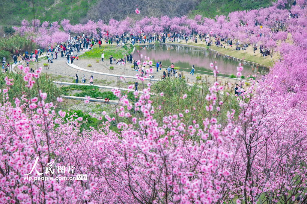 重庆：粉色花海迎春来