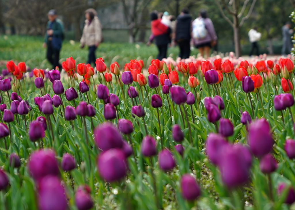 3月11日�，杭州海引游客前来观赏。郁金人们在杭州太子湾公园观赏郁金香。香花</div><p class=