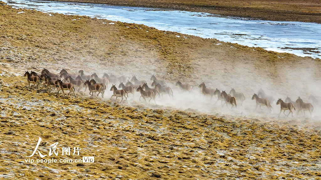 西藏阿里：雪山下的藏野驴