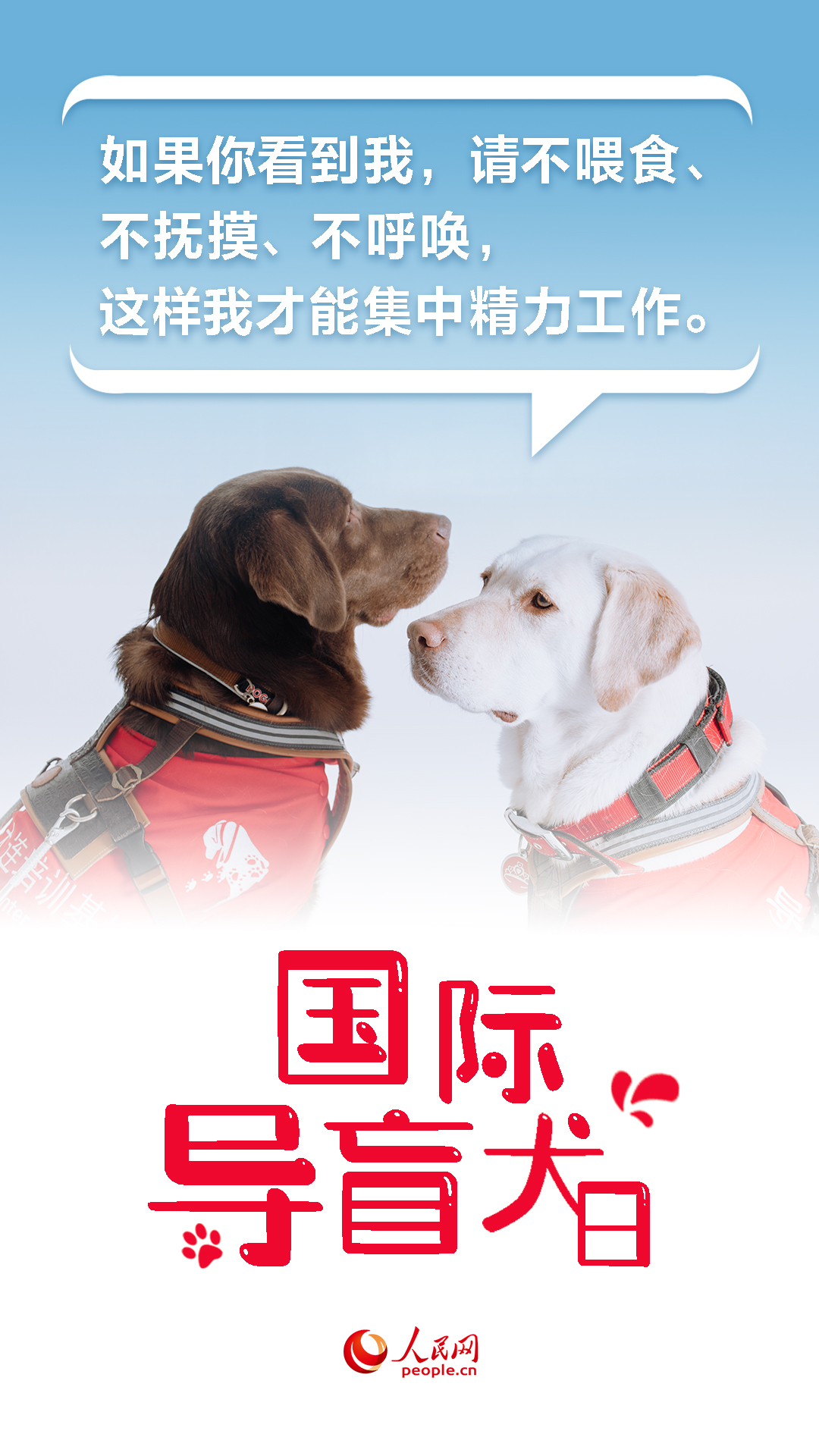 国际导盲犬日｜与爱同业 关爱视障人士的“第二双眼睛”