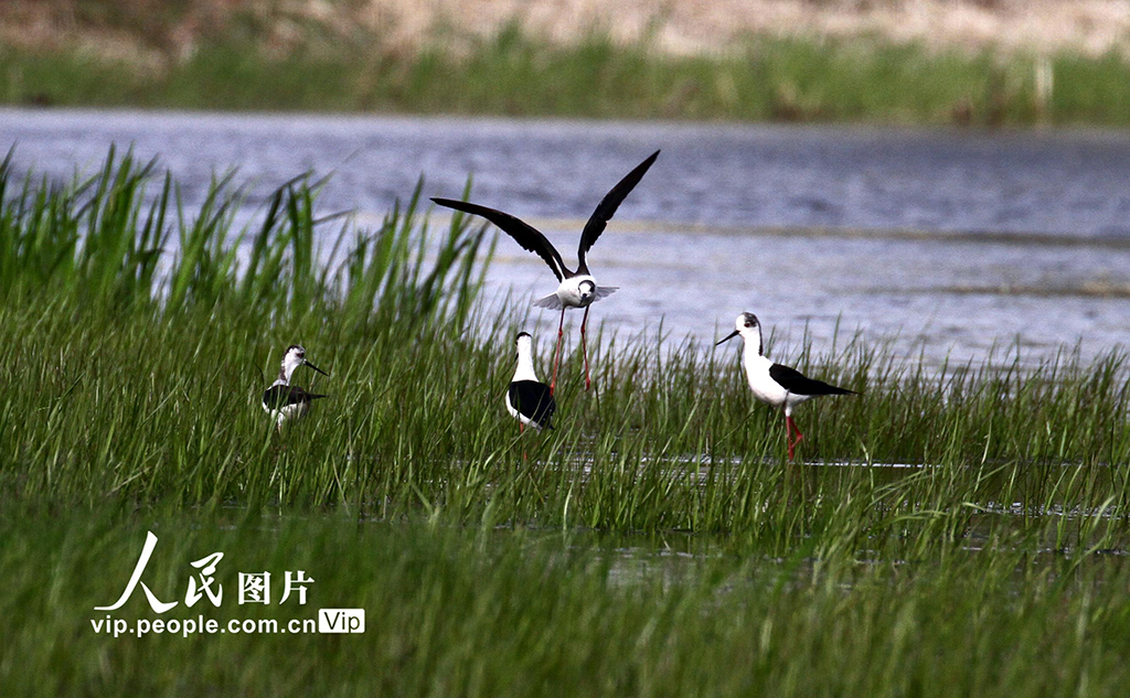 辽宁沈阳
：水鸟欢舞生态美