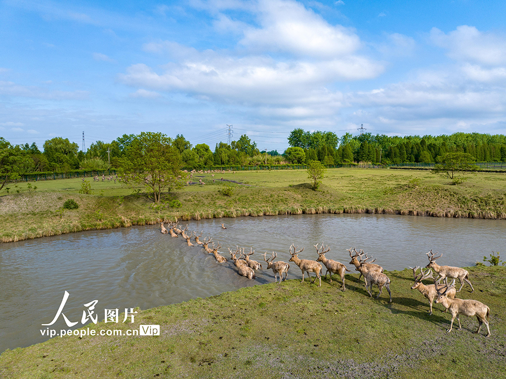 Taizhou, Jiangsu: Elks are happy with good ecology