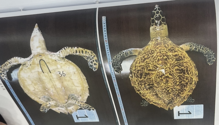  Tortoise products involved. Courtesy of Tongzhou District People's Court of Beijing