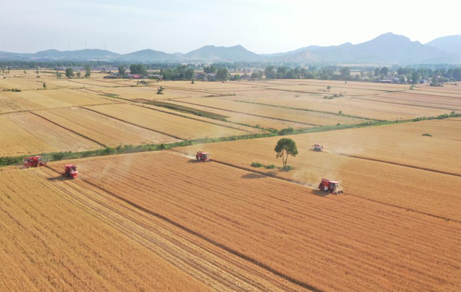  Wheat harvest in Henan, Shandong and other places