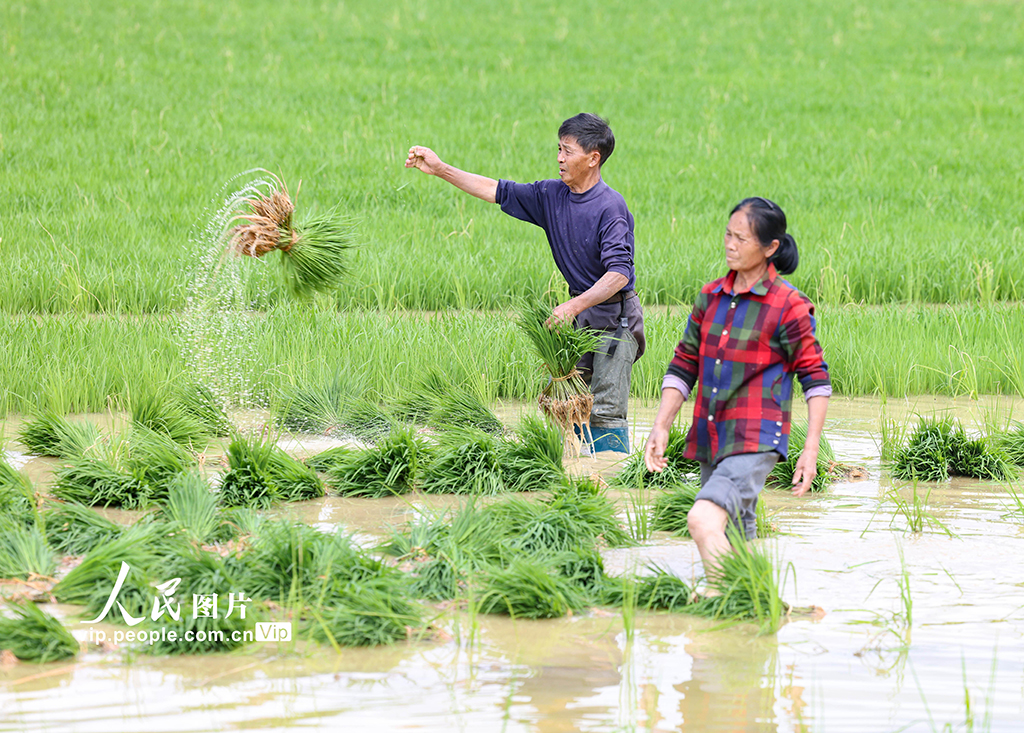 贵州玉屏�：山区水稻种植正当时