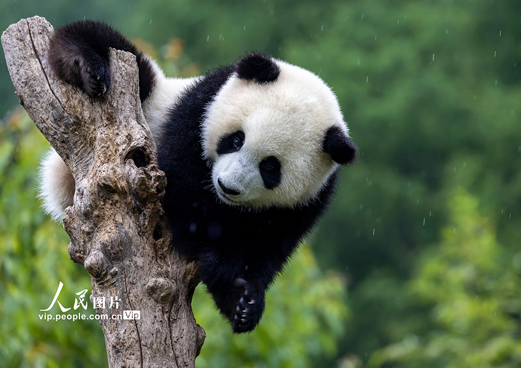 四川汶川：大熊猫憨态可掬