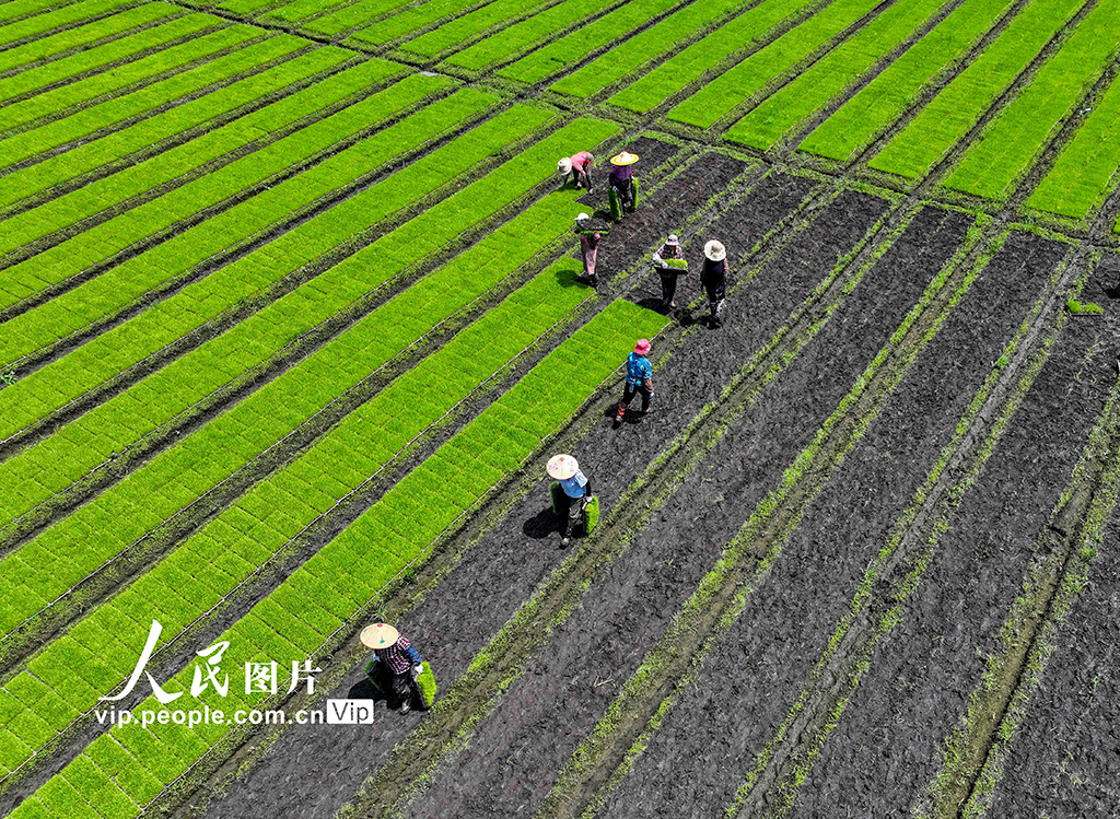 江苏泰州：杂交水稻实现父母本秧苗机械化移栽--社会·法治--人民网