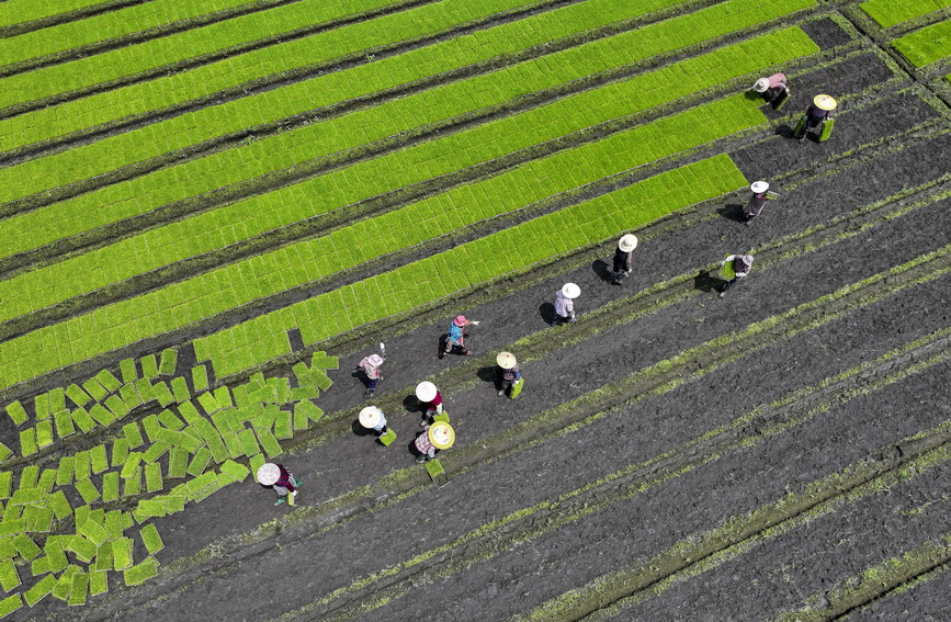  Taizhou, Jiangsu: Mechanized transplanting of parent seedlings of hybrid rice