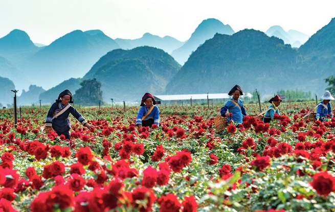  Qiubei, Yunnan: farmers picking roses