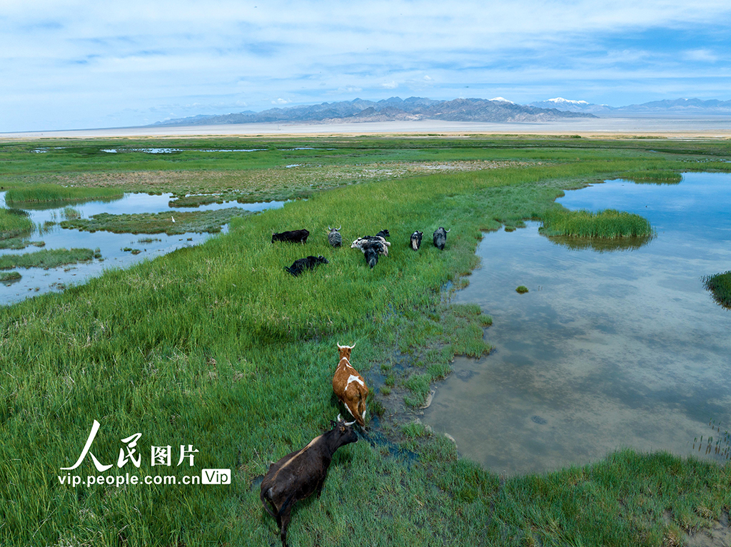 甘肃阿克塞：苏干湖湿地生态美