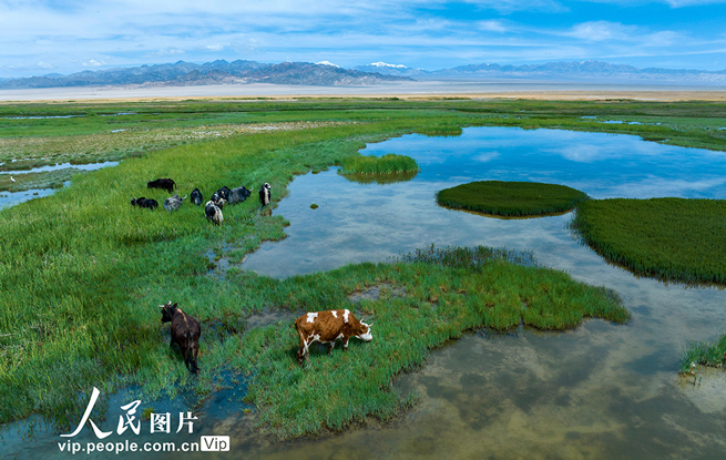 甘肃阿克塞：苏干湖湿地生态美