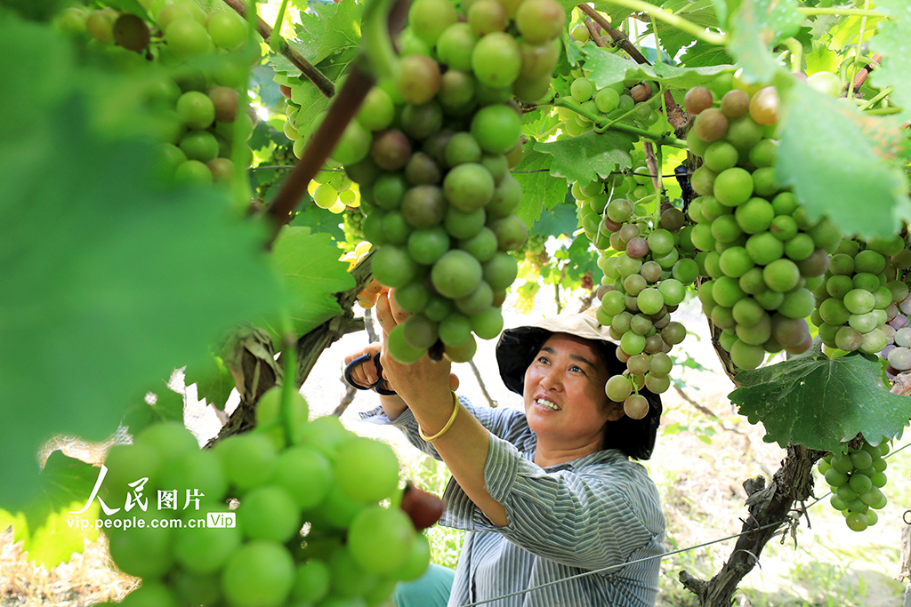 安徽淮北：葡萄喜丰收