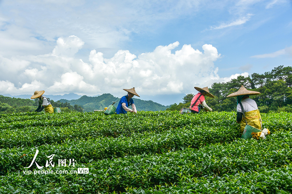 广西昭平：秋茶采摘忙