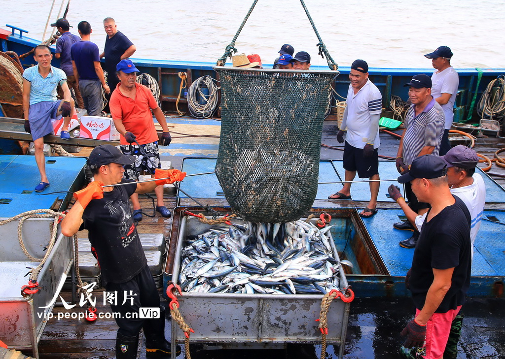 浙江玉环：秋捕转头鱼满仓