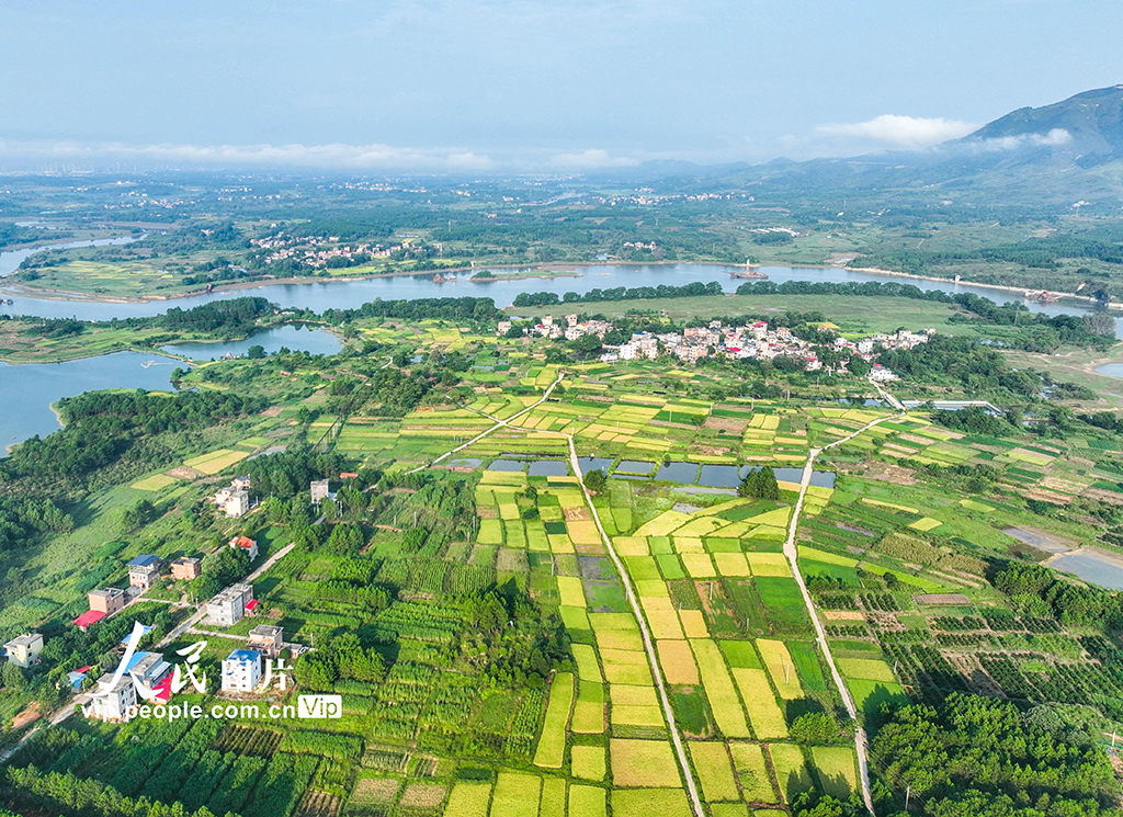 湖南道县：良田阡陌绘“丰”景