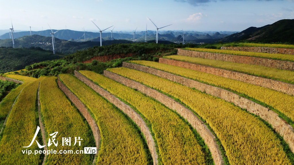 广西贺州：山乡稻熟迎客来