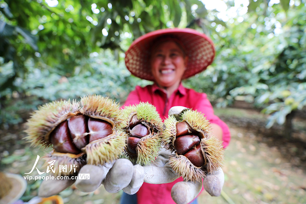  Tancheng, Shandong: a rich farmer with rich chestnut harvest