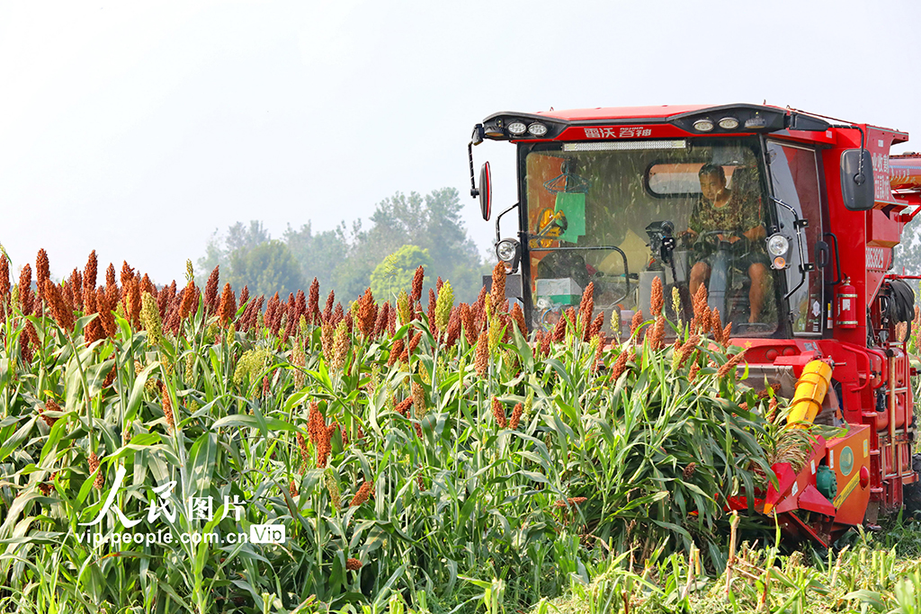  Pengze, Jiangxi: Red Sorghum Harvest