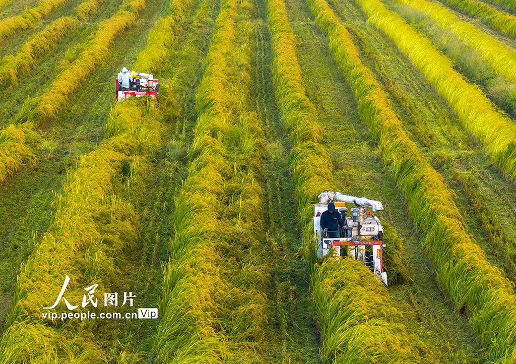 江苏泰州：制种水稻收割忙