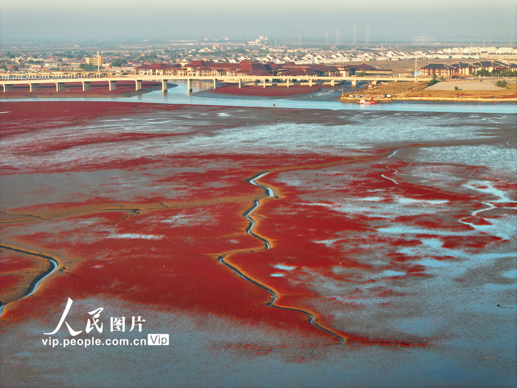 辽宁盘锦：碱蓬铺岸 滩涂霞染【2】