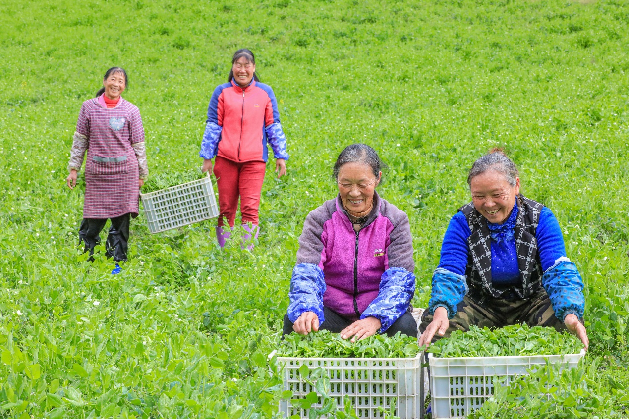 金秋田畴忙 优质“菜篮子”铺就致富好路子