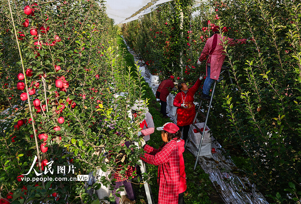 陕西千阳：晚熟苹果收获忙【2】