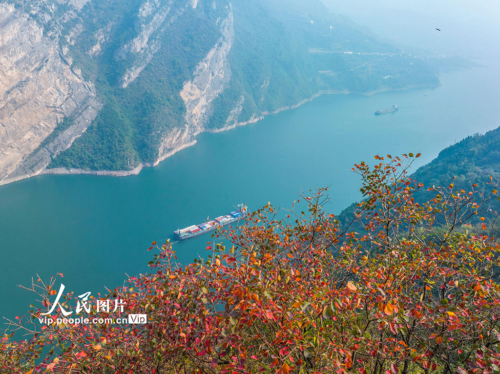 湖北秭归：三峡红叶似彩霞