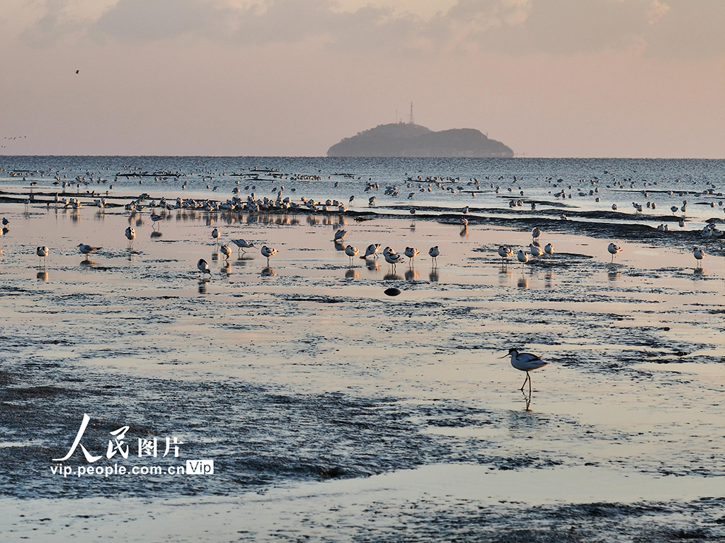 江苏连云港：海州湾畔鸟儿欢【8】