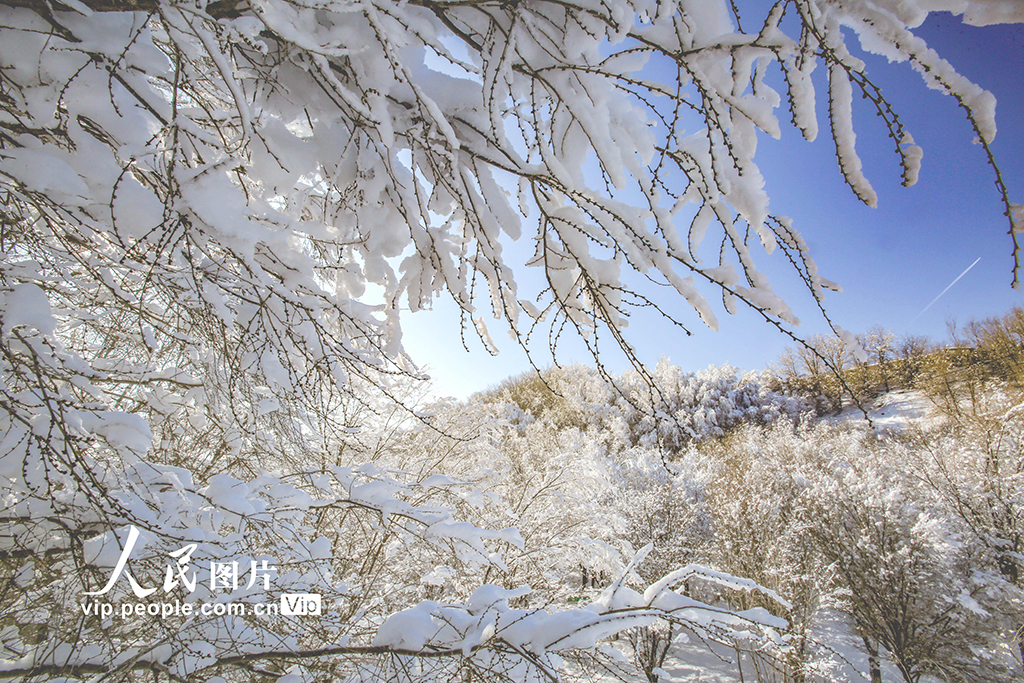 新疆乌鲁木齐：满山雾凇靓冬日【6】