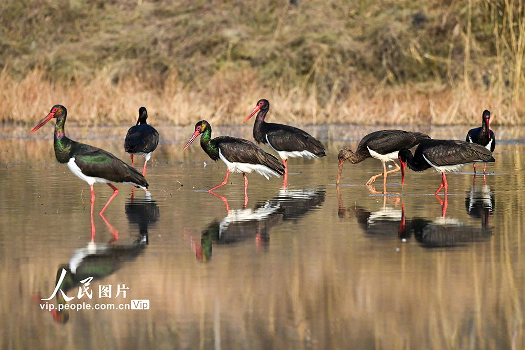 河南洛阳：黑鹳现身黄河湿地【6】