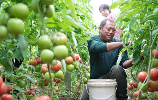 山东定陶：冬日大棚蔬菜生产忙