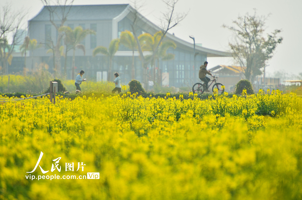 云南建水：油菜花开醉游人【4】