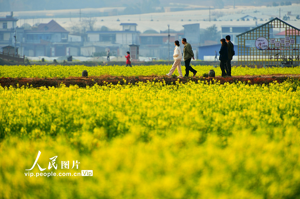 云南建水：油菜花开醉游人【5】